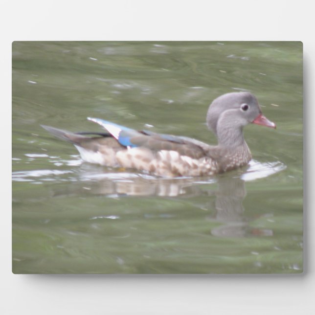 Photo Canard sur le lac Plaque (Devant)