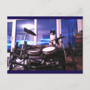 Photo Carte postale 12 Blues Drummer Chat Beauté a