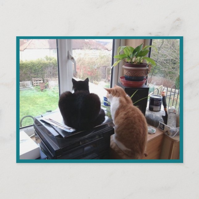 Photo Carte postale 8 Chats View - Beauté naturell (Devant)