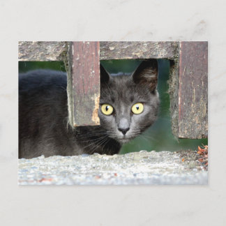Photo cat, animal de compagnie, animaux . carte po