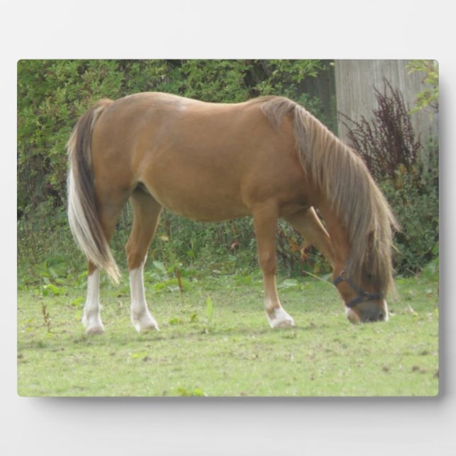 Photo Chestnut Brown Cheval Plaque de pâturage (Devant)