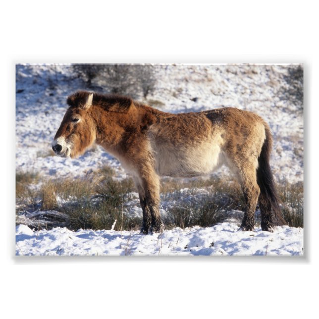 Photo : cheval Przewalski (Devant)