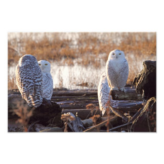 Photo Chouettes neigeuses