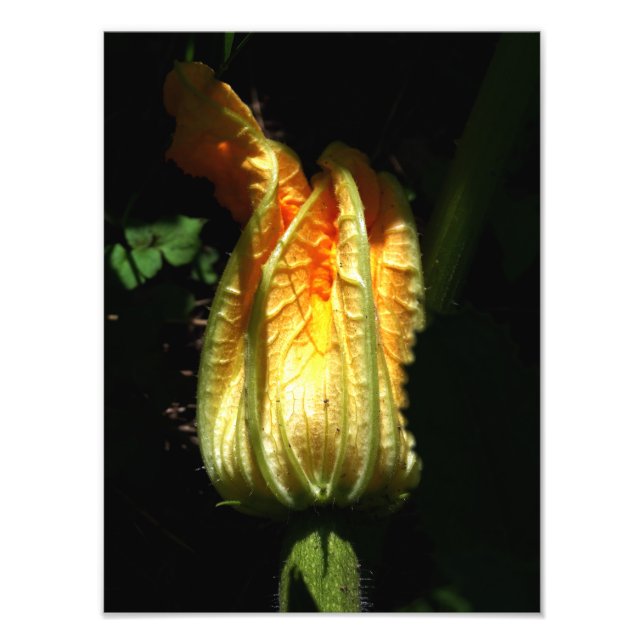 Photo Citrouille Blossom Photo, Impression Botanique (Devant)