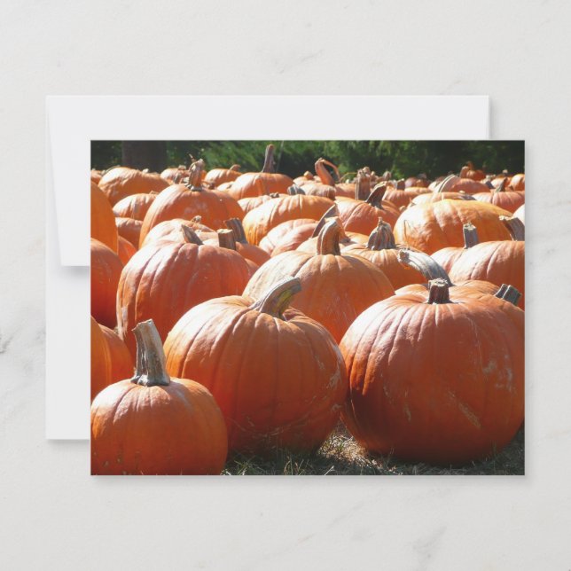 Photo citrouille pour automne, Halloween ou Thanks (Devant)