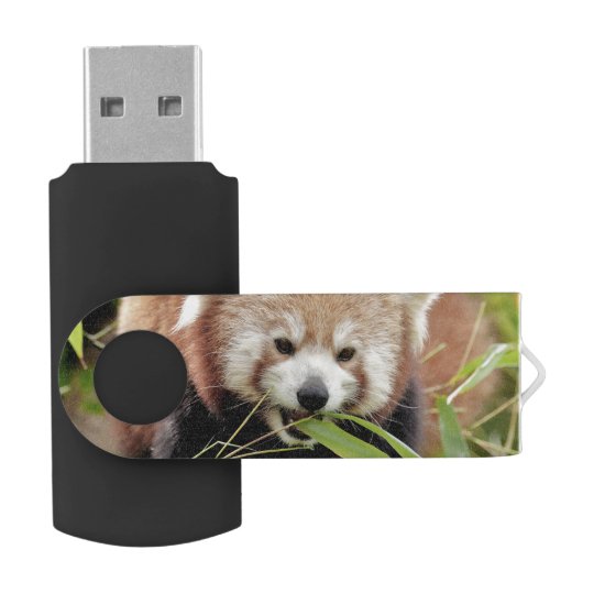 Photo Cle Usb Panda Rouge Panda Roux Zazzle Fr