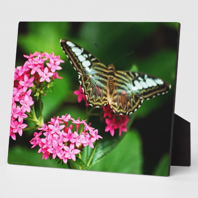 Photo Clipper sur la plaque Pentas 1 (Côté)