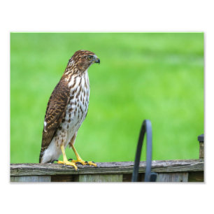 Photo Cooper's Hawk Imprimer 1