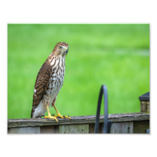 Photo Cooper's Hawk Imprimer 2