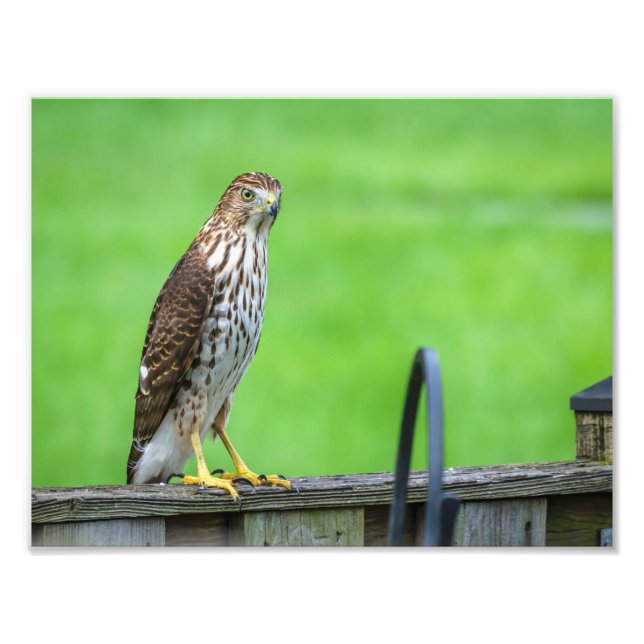 Photo Cooper's Hawk Imprimer 2 (Devant)