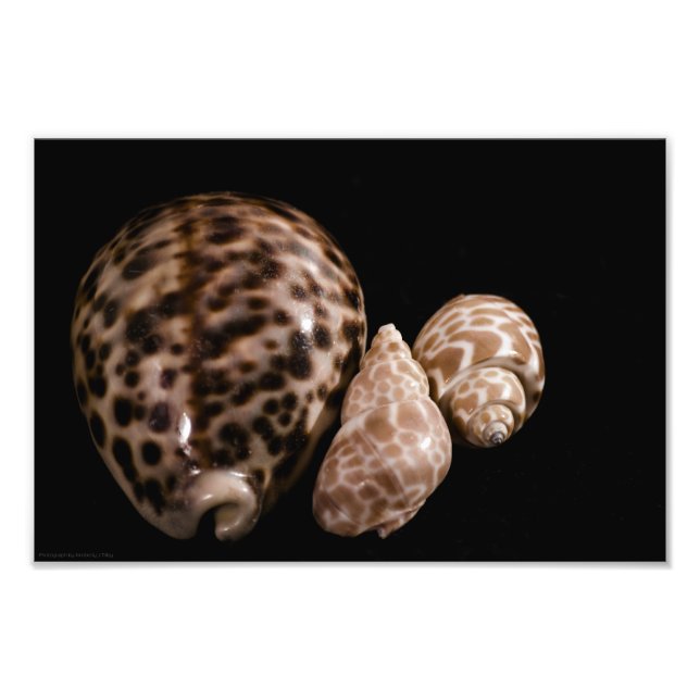 Photo Cowrie Cones (Devant)