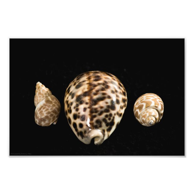 Photo Cowrie Cones 2 (Devant)