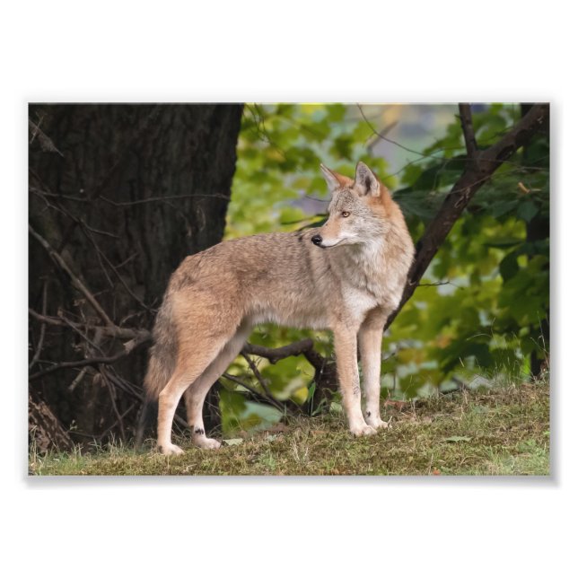 Photo Coyote Jolie Impression (Devant)