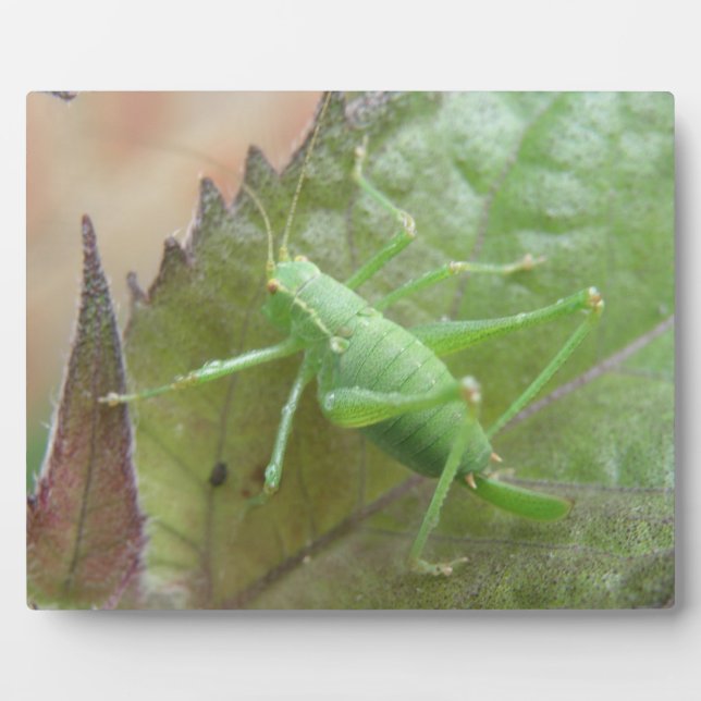 Photo Cricket vert sur une plaque de feuilles (Devant)