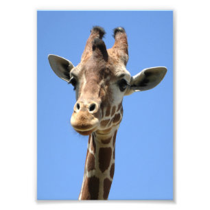 Photo Cute Giraffe