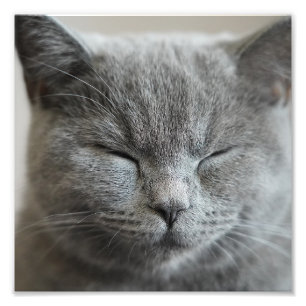 Photo Cute Gray Kitty Visage
