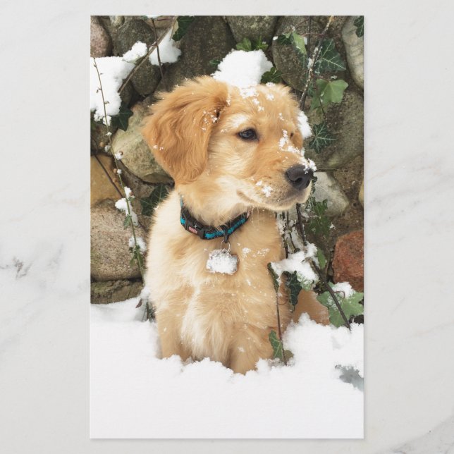 Photo Cute Puppy (Devant)