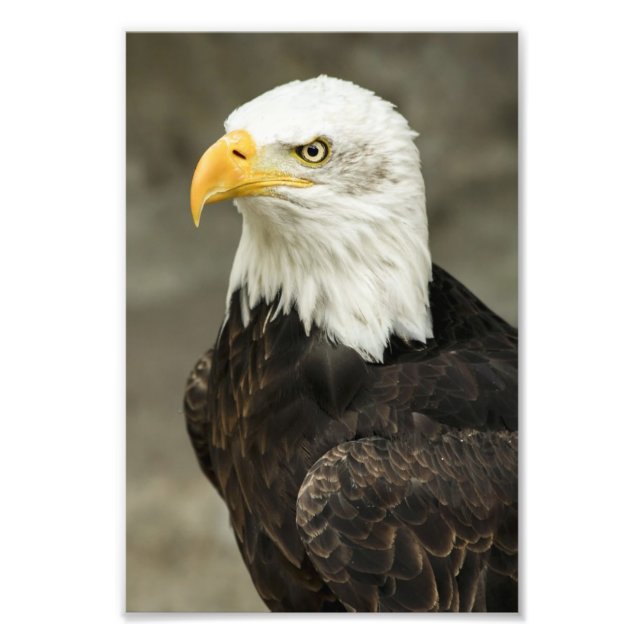 Photo d'aigle chauve (Devant)