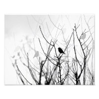 Photo d'art noir et blanc, nature, oiseaux, arbres