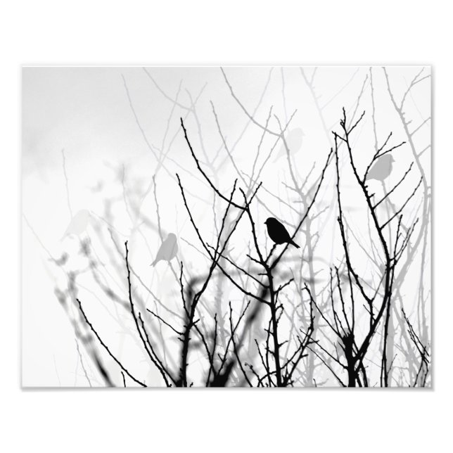 Photo d'art noir et blanc, nature, oiseaux, arbres (Devant)