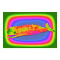 photo de baleine psychédélique souriante