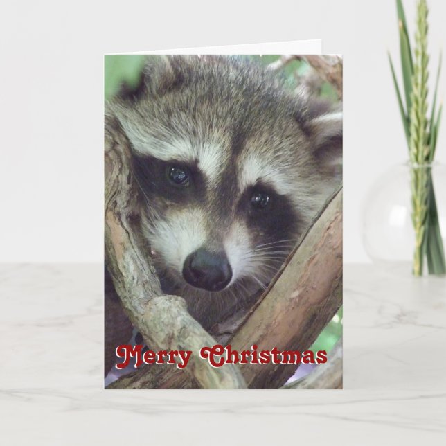 Photo de bébé raton laveur, carte de Noël (Devant)