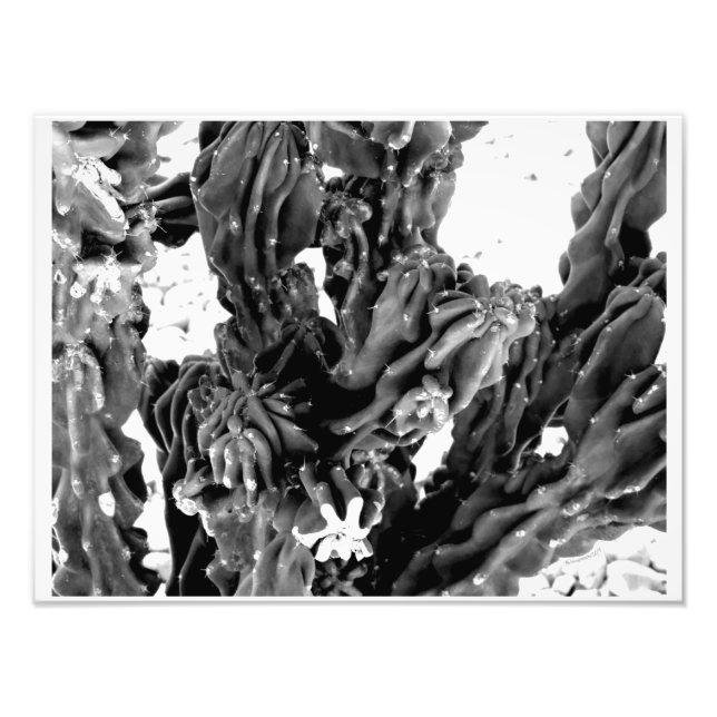 Photo de cactus à contraste élevé // Noir et blanc (Devant)
