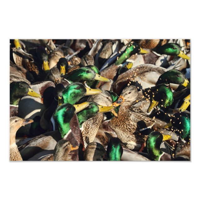 Photo de Canards dans une foule (Devant)