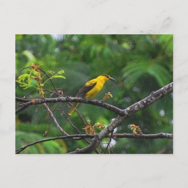 Photo de carte postale d'un loriot à cou noir sous (Devant)