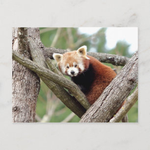 Photo de carte postale panda roux, animaux 0501.
