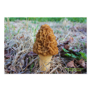 Photo de champignon de morelle de printemps