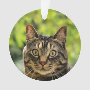 Photo de chat tigré brun personnalisé
