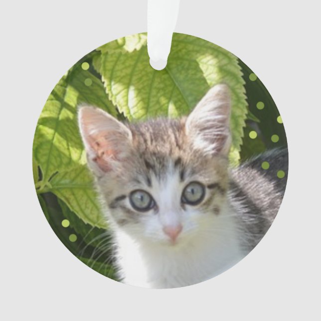 Photo de chaton tabby personnalisé (devant)