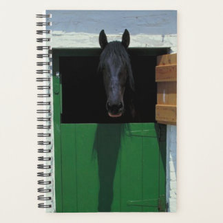 Photo de cheval équin écuré Porte française de che