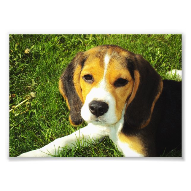 Photo de chiot Beagle (Devant)
