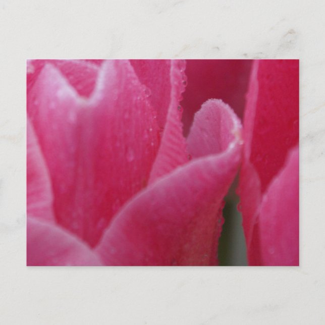 Photo de clôture de tulipes roses sur cartes (Devant)