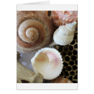 photo de coquillages