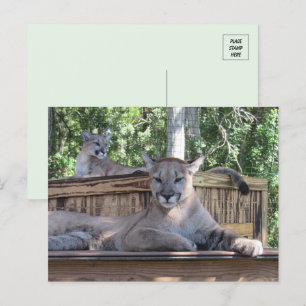 Photo de Cougar Cubs 11 mois Carte postale