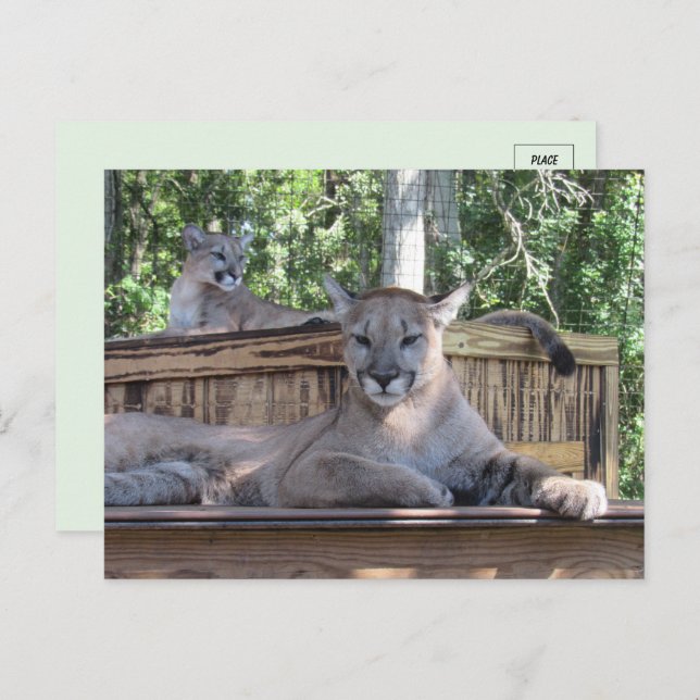Photo de Cougar Cubs 11 mois Carte postale (Devant / Derrière)