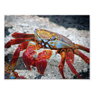 Photo de crabe