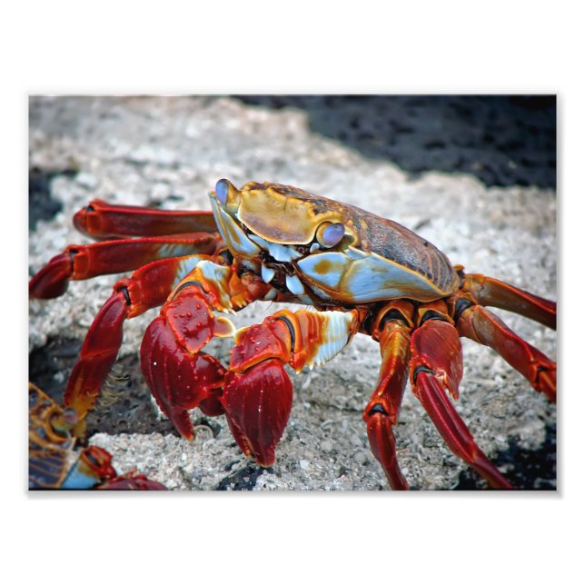 Photo de crabe (Devant)