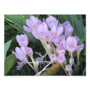 Photo de crocus