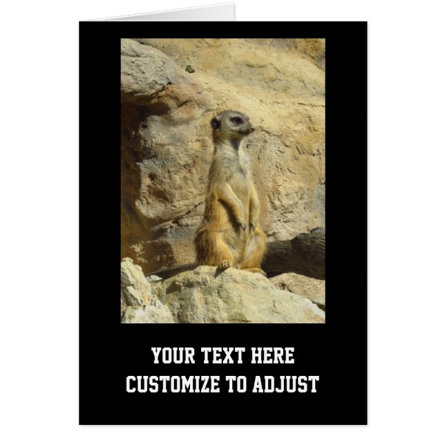 Photo de Cute meerkat (Devant)
