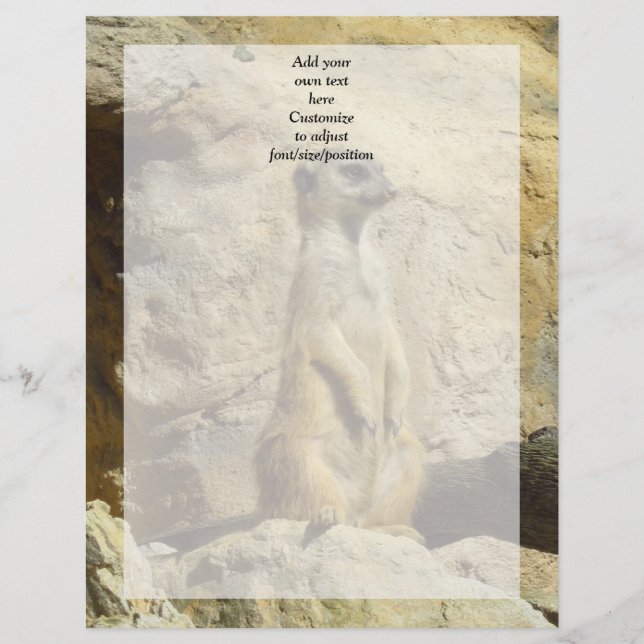 Photo de Cute meerkat (Devant)