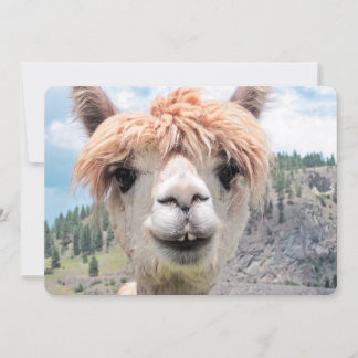 Photo de Cute Smiling Alpaca