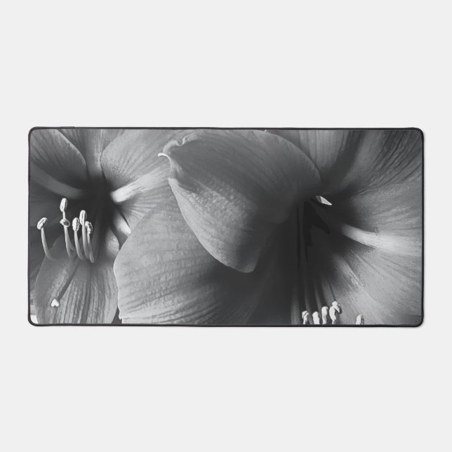 Photo de deux fleurs d'Amaryllis (Recto)