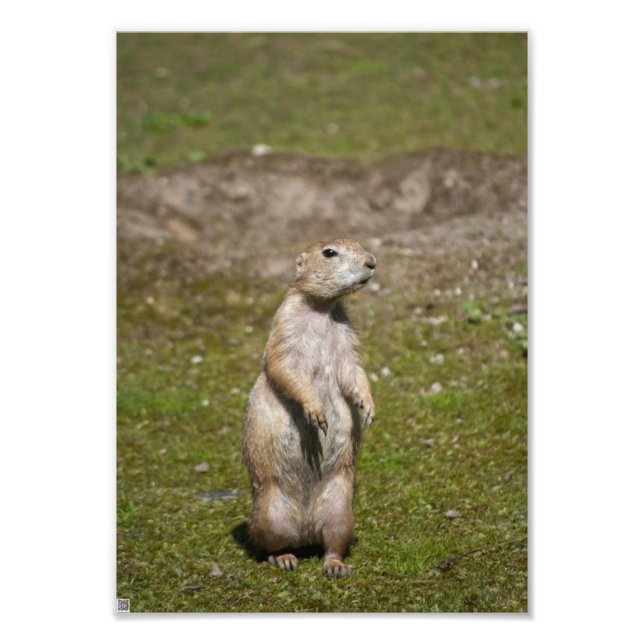 Photo de faune de chien de prairie à queue noire (Devant)
