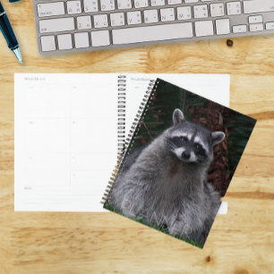 Photo de faune d'un joli raton laveur de forêt