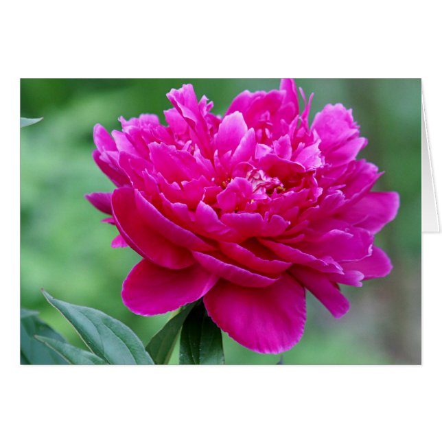 Photo de fleur de pivoine (Devant horizontal)