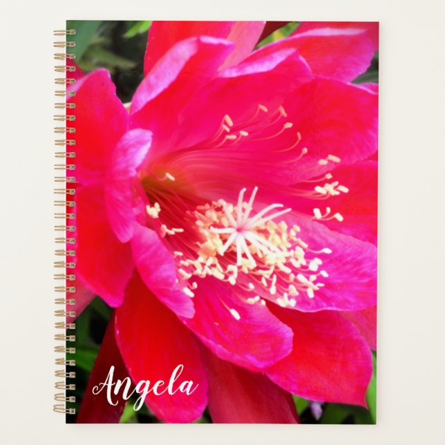 Photo de fleur rose tropicale (Devant)